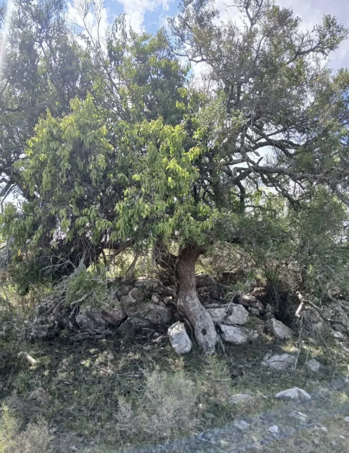 Chacra en Maldonado, propiedad 300586 -Imagen 5