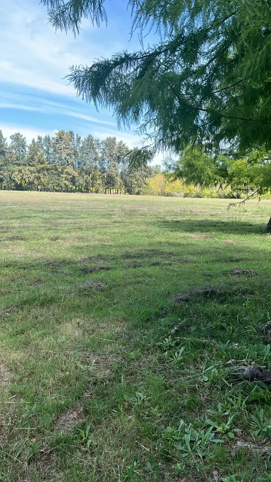 Chacra en Colonia Nicolich, propiedad 299481 -Imagen 5