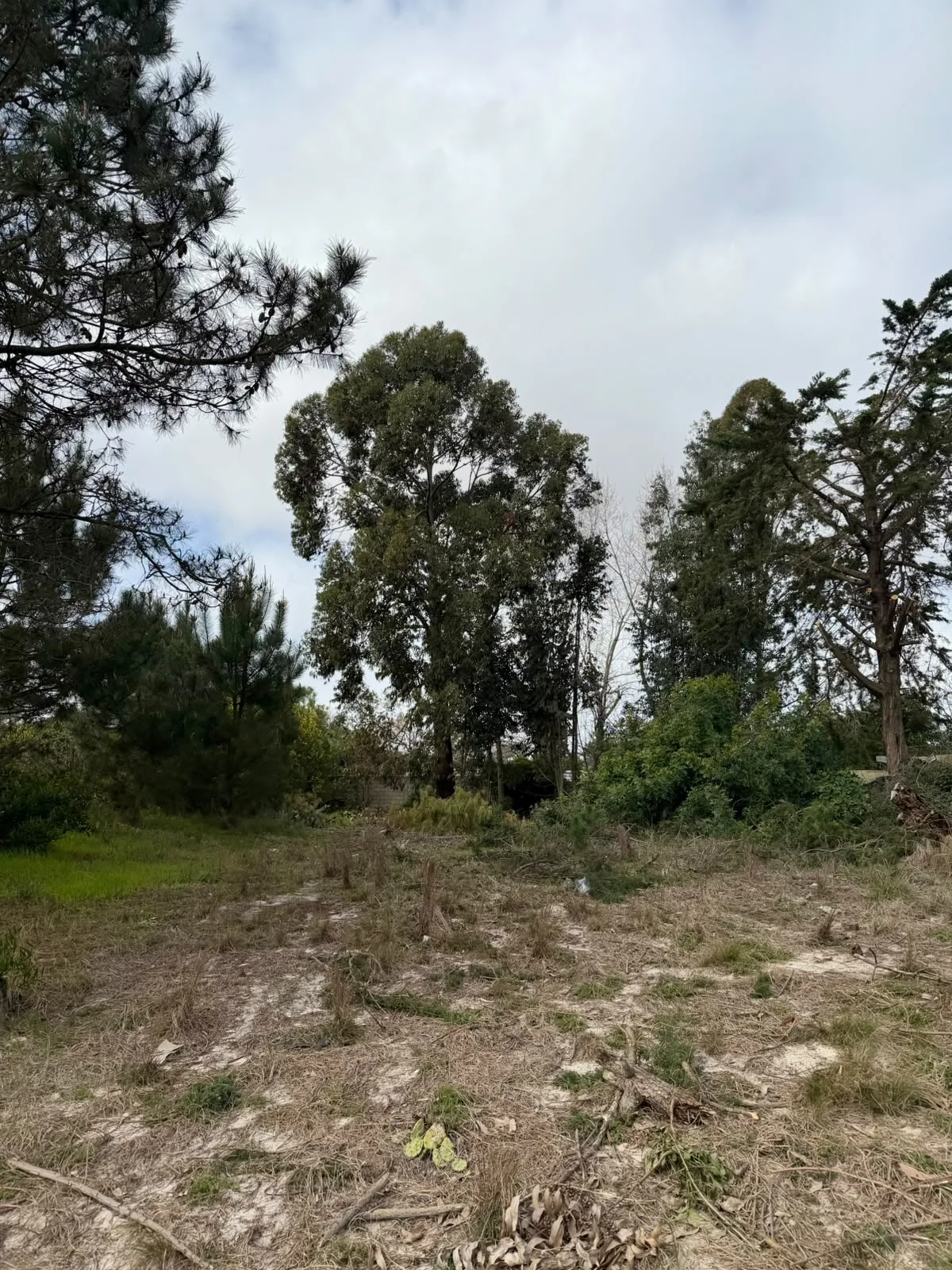 Terreno en El Pinar, propiedad 289354 -Imagen 2