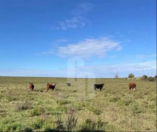 Chacra en Las Piedras, propiedad 272825 -Imagen 2