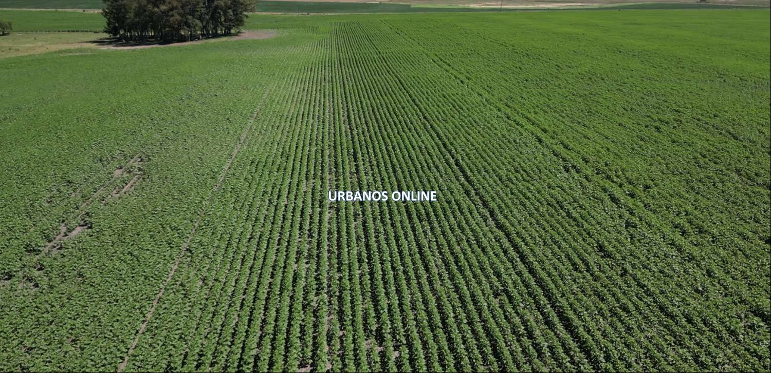 Campo en José E. Rodó, propiedad 274488 -Imagen 1
