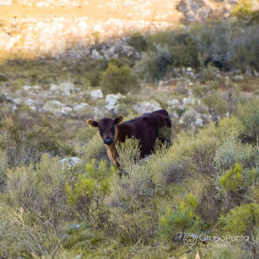 Chacra en Minas, propiedad 280584 -Imagen 7