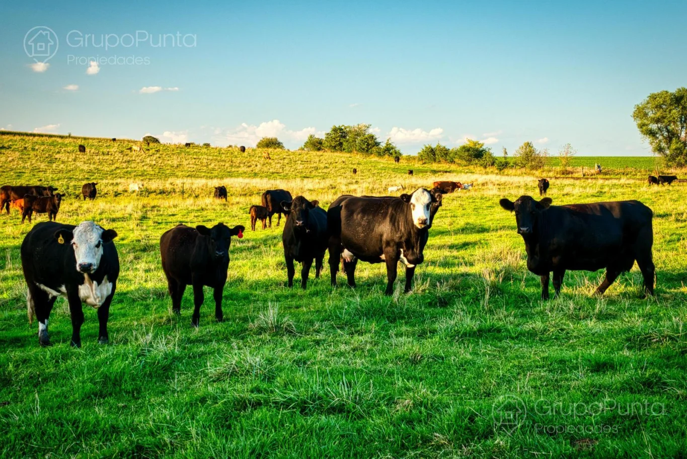 Campo en Río Negro, propiedad 280769 -Imagen 2