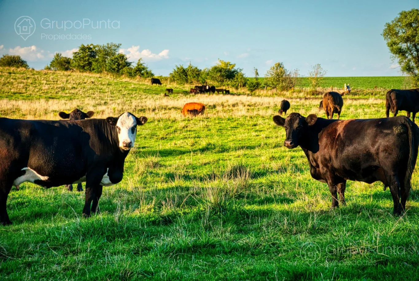 Campo en Río Negro, propiedad 280769 -Imagen 3