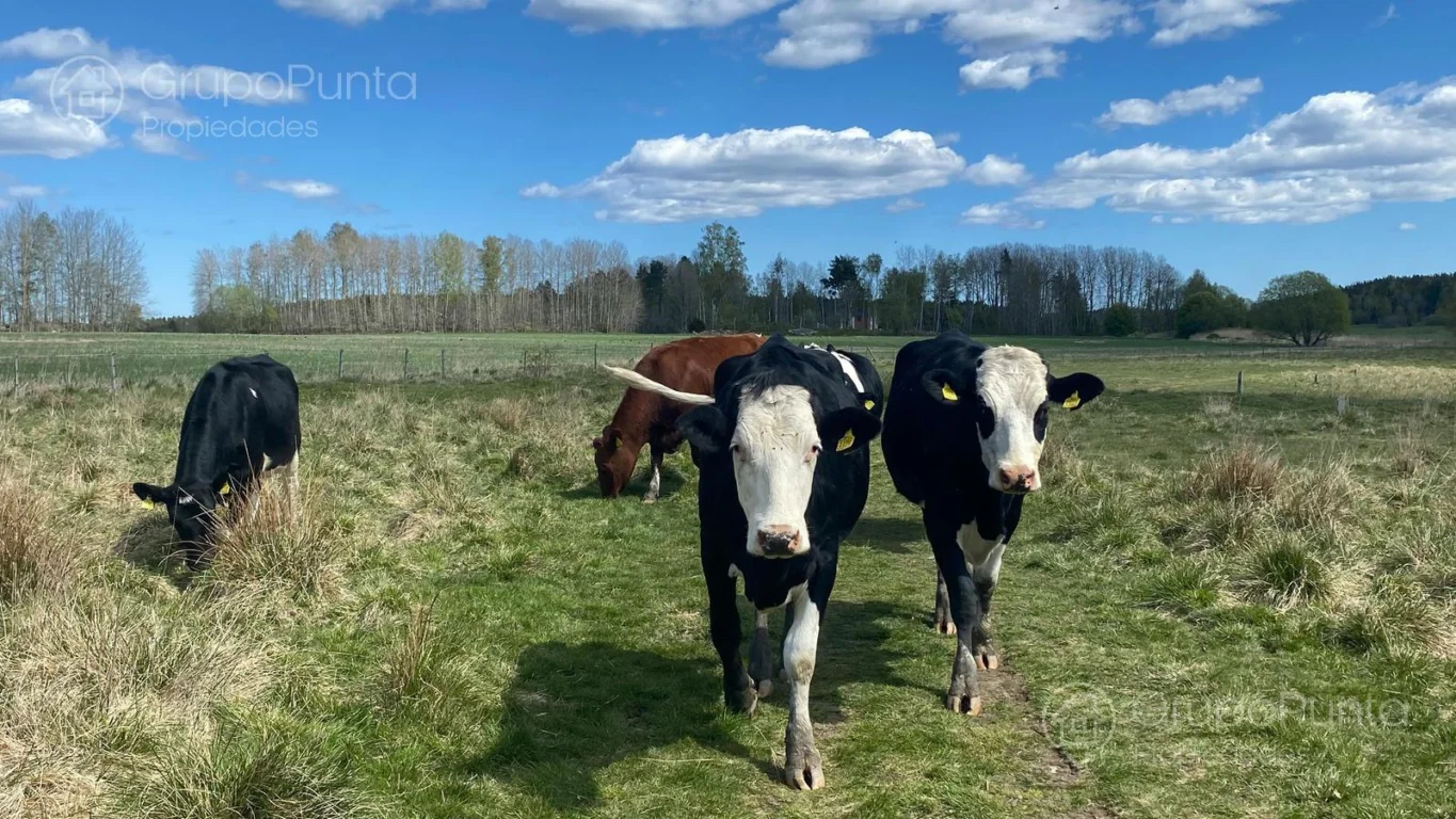Campo en Río Negro, propiedad 280769 -Imagen 4