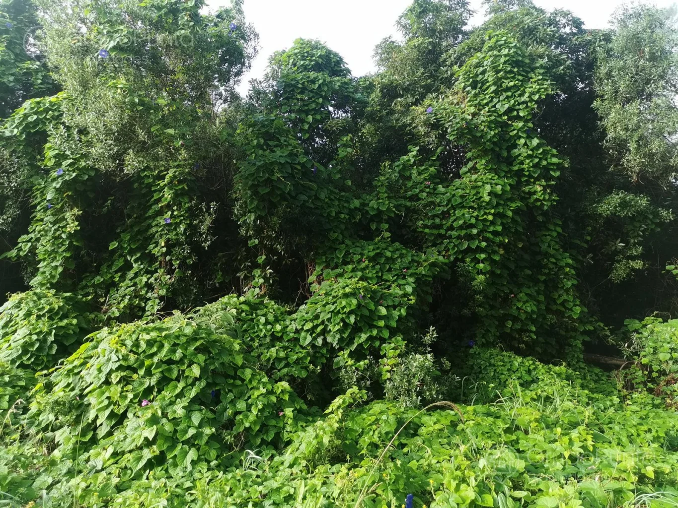 Terreno en Maldonado, propiedad 281260 -Imagen 5
