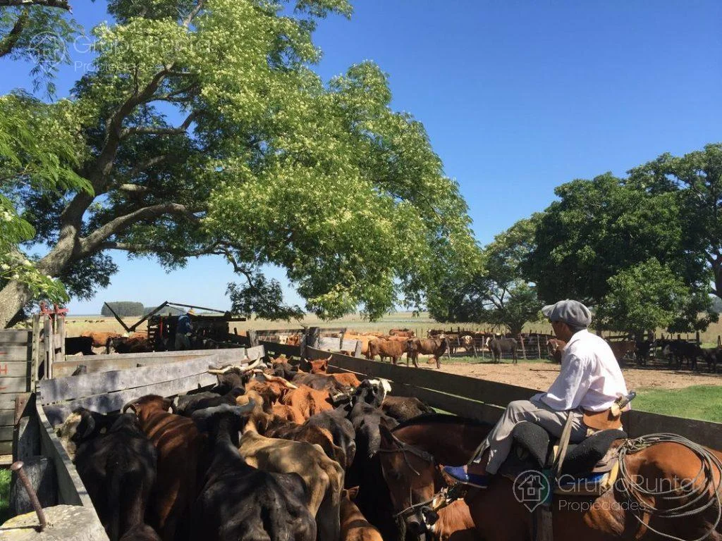 Campo en Paysandú, propiedad 281289 -Imagen 1