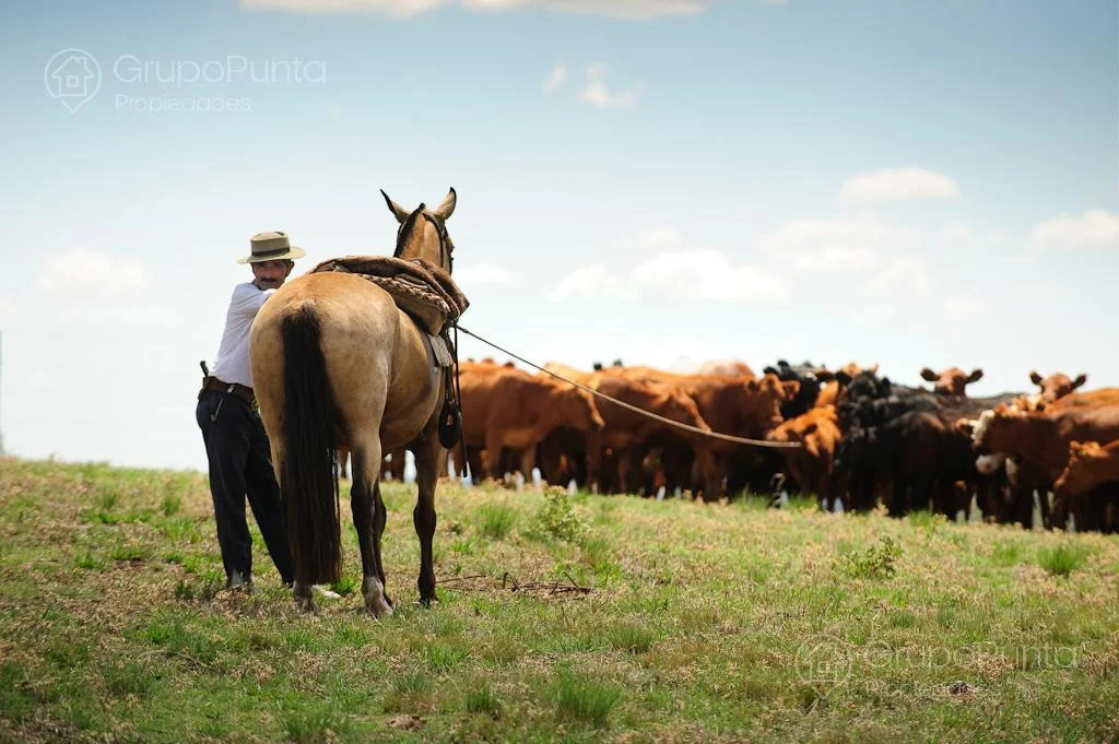 Campo en Paysandú, propiedad 281289 -Imagen 3