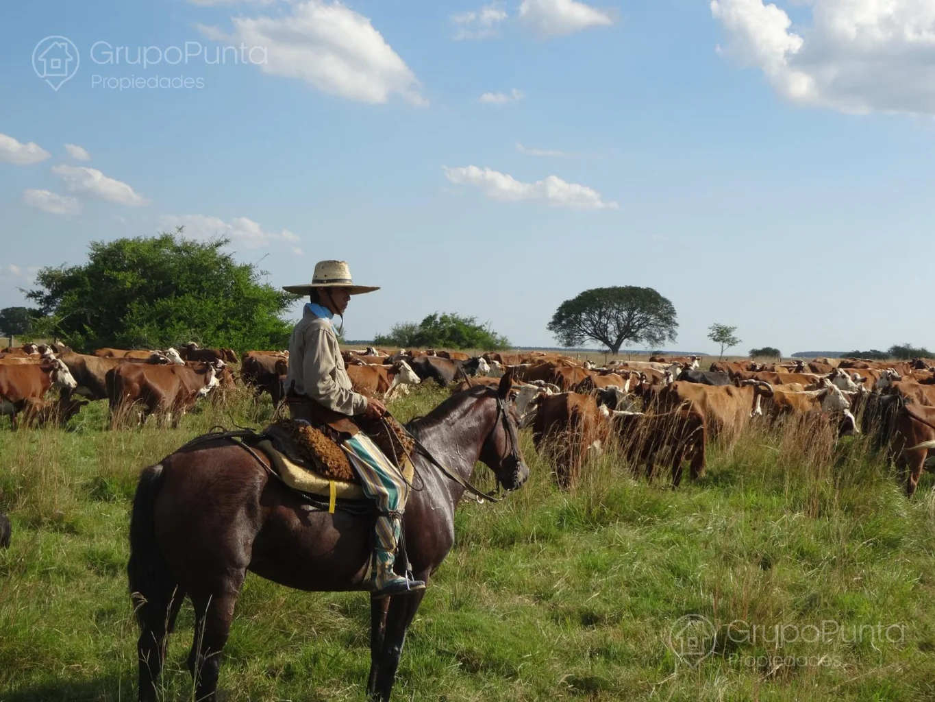 Campo en Paysandú, propiedad 281289 -Imagen 4
