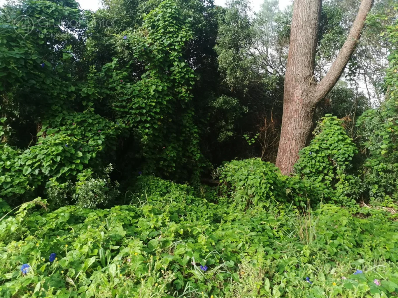 Terreno en Maldonado, propiedad 281260 -Imagen 3