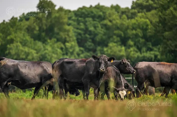 imagen  de la propiedad 280769