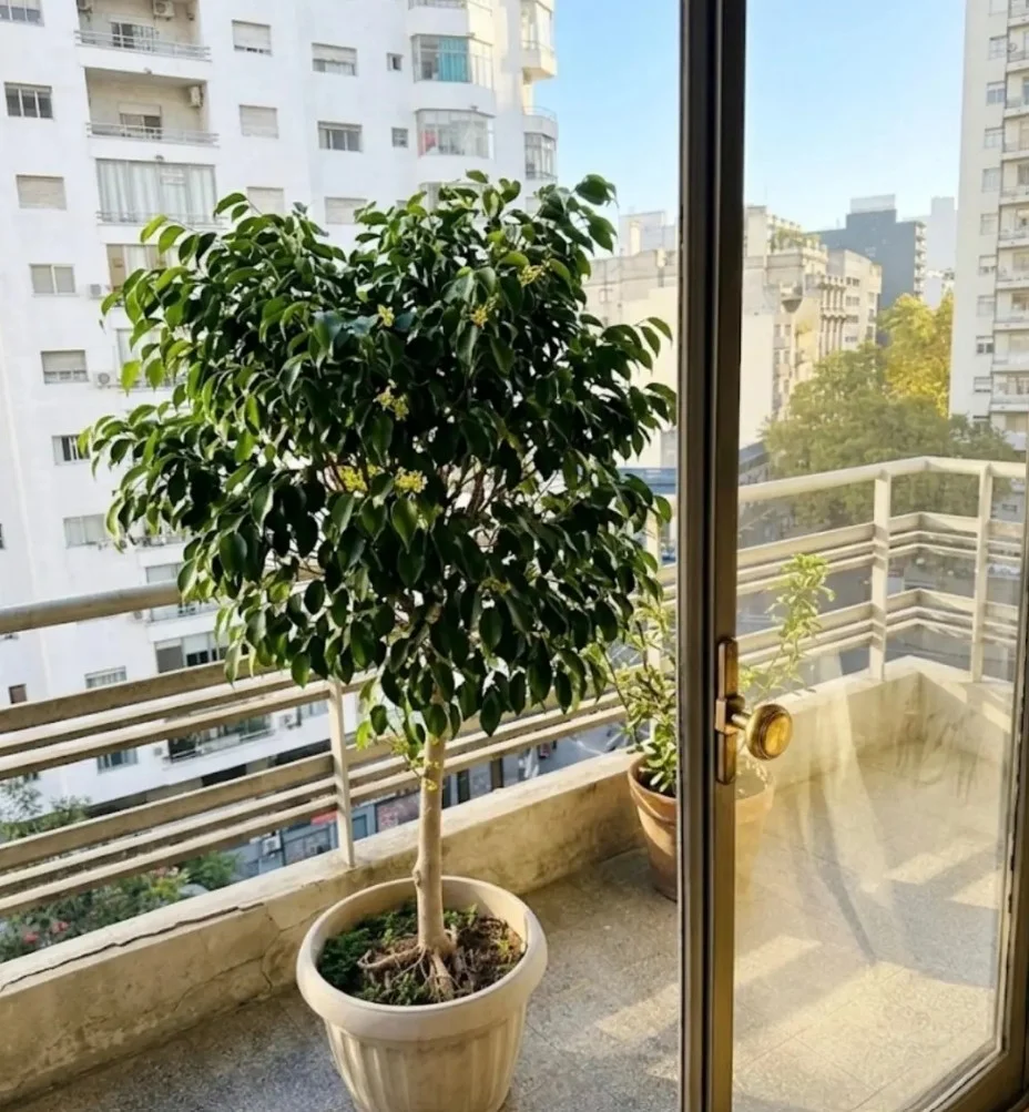 Apartamento en Centro, propiedad 285503 -Imagen 25