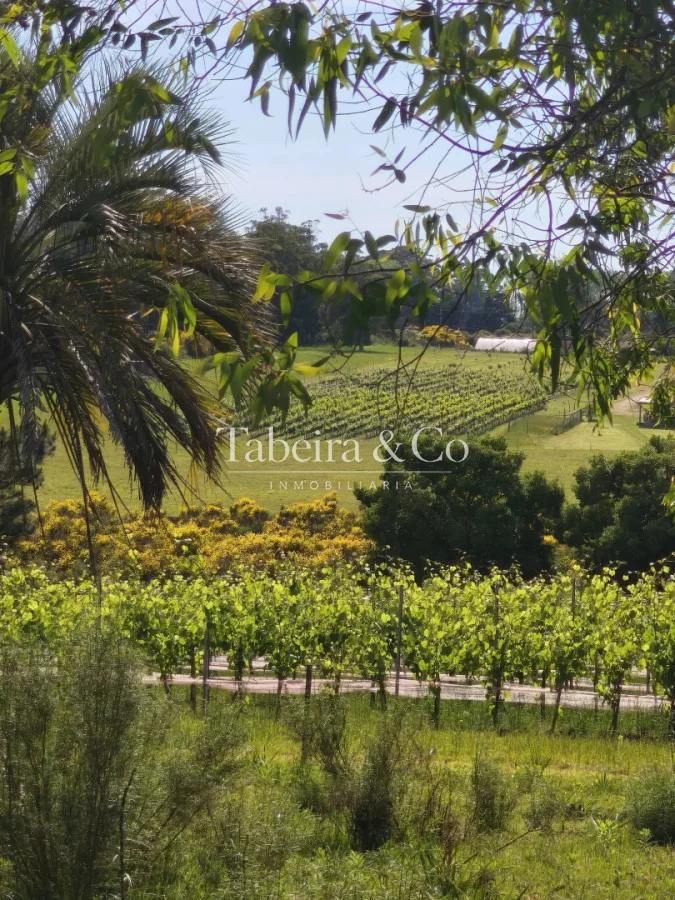 Chacra en Laguna del Sauce, propiedad 299189 -Imagen 15