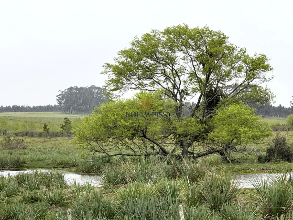 Chacra en José Ignacio, propiedad 300884 -Imagen 10