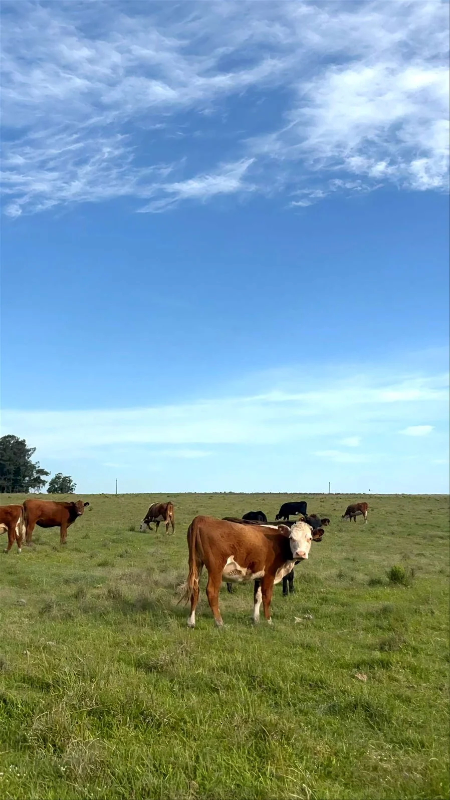 Campo en Carlos Reyles, propiedad 266961 -Imagen 1
