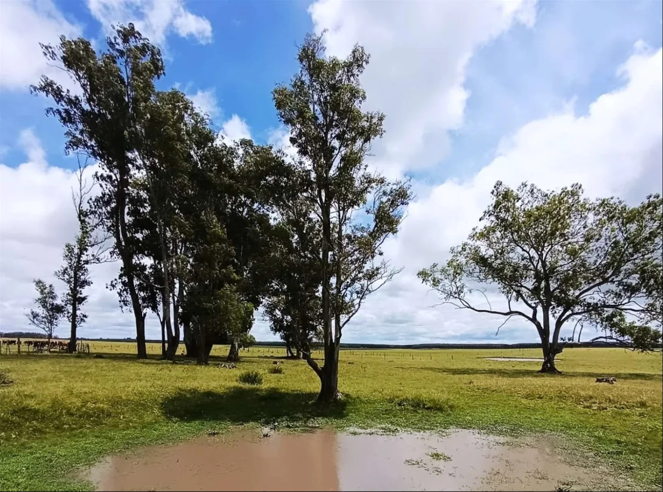 Campo en Carlos Reyles, propiedad 266961 -Imagen 3