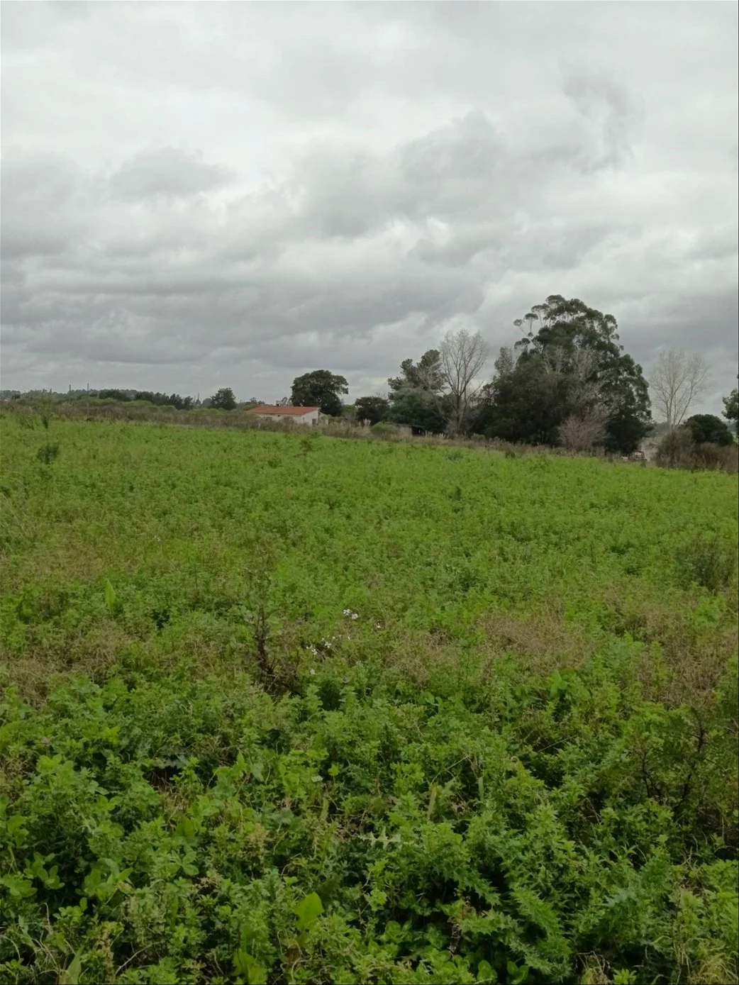 Chacra en Progreso, propiedad 288413 -Imagen 1