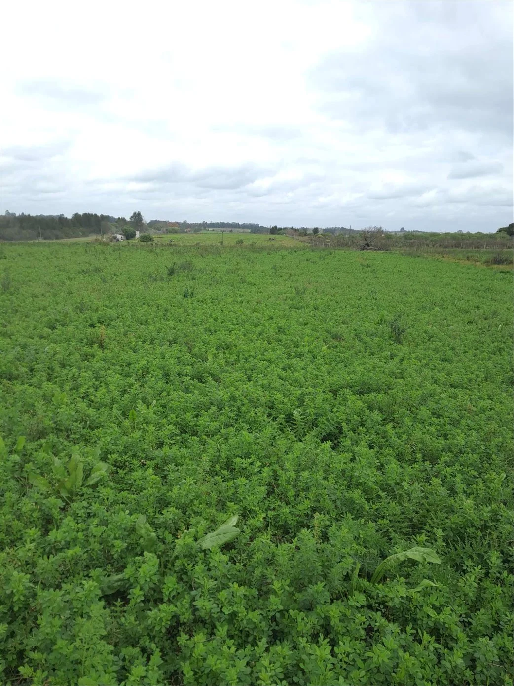 Campo en Progreso, propiedad 288697 -Imagen 1