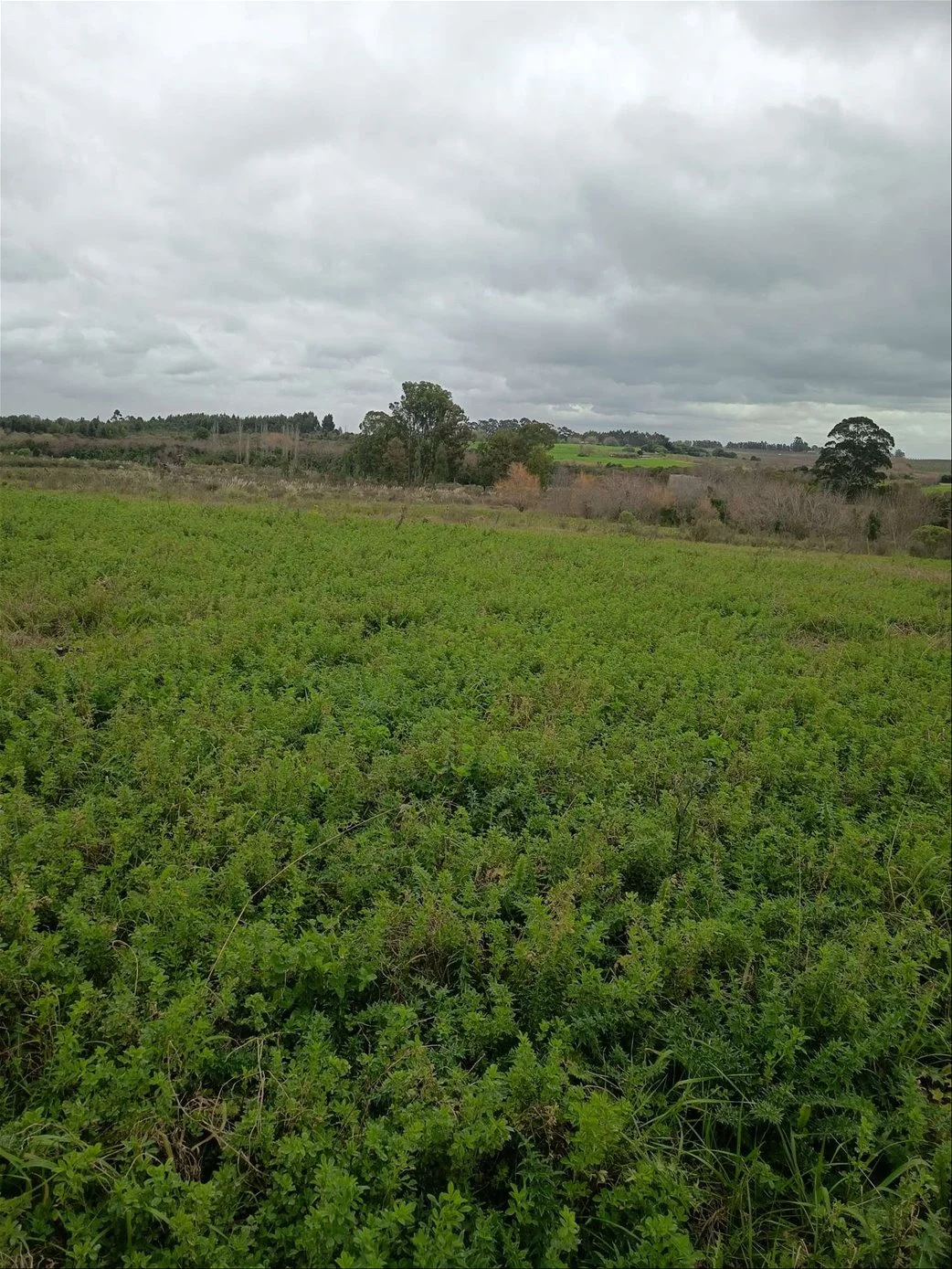 Campo en Progreso, propiedad 288697 -Imagen 6
