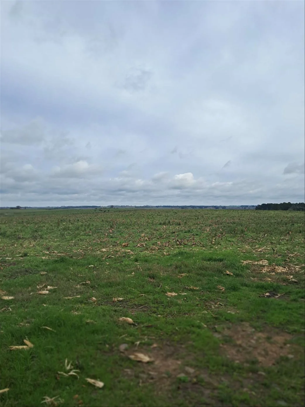 Campo en Migues, propiedad 289446 -Imagen 2