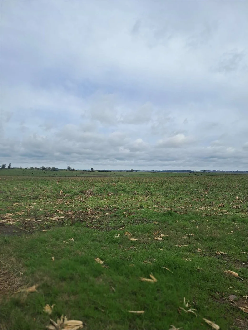 Campo en Migues, propiedad 289446 -Imagen 4