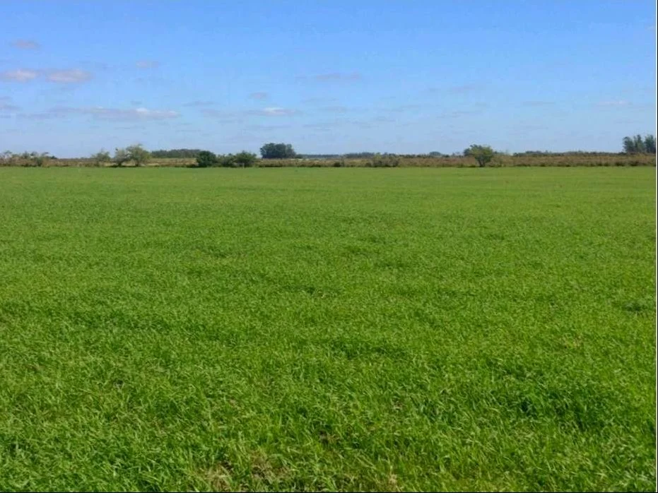Campo en Migues, propiedad 289599 -Imagen 1