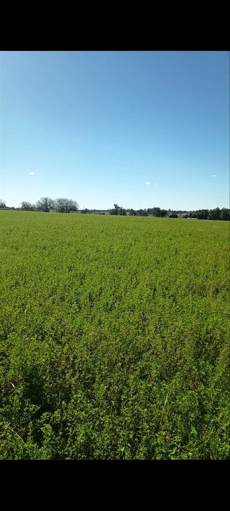 Campo en Migues, propiedad 289599 -Imagen 2